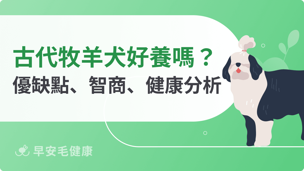 古代牧羊犬好養嗎?價格、幼犬挑選與優缺點,一次搞懂!
