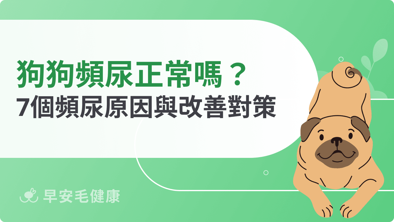 狗狗頻尿正常嗎？7個狗狗頻尿原因與改善對策總整理