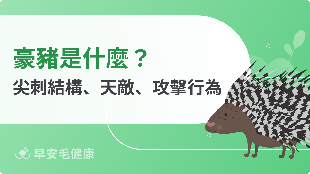 豪豬是什麼?尖刺結構、天敵、攻擊行為全解析 | 早安毛健康