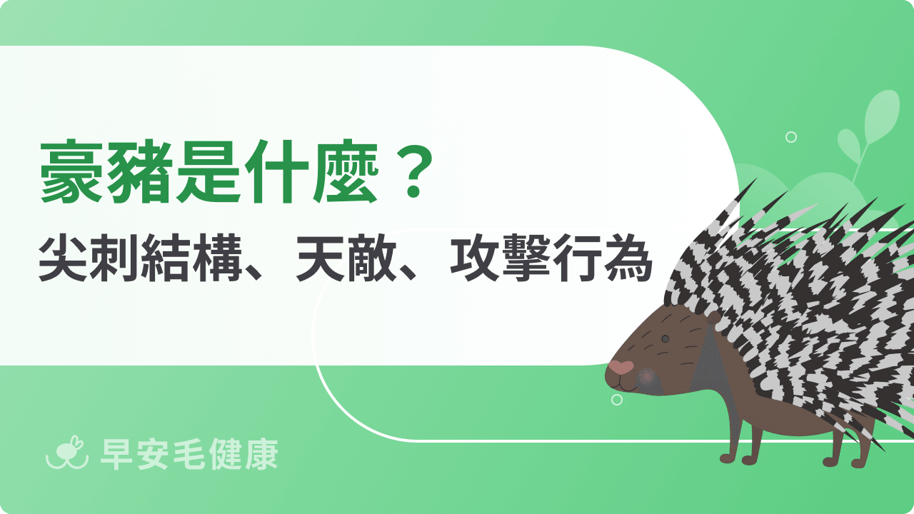 豪豬是什麼？尖刺結構、天敵、攻擊行為全解析
