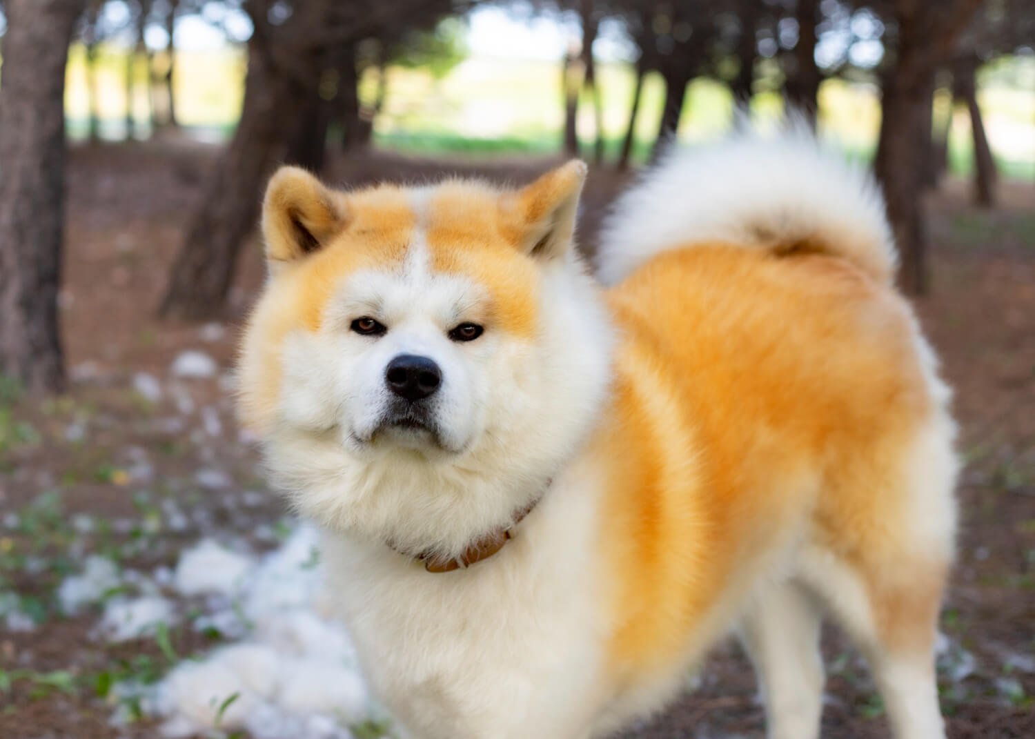 秋田犬森林中回頭凝視