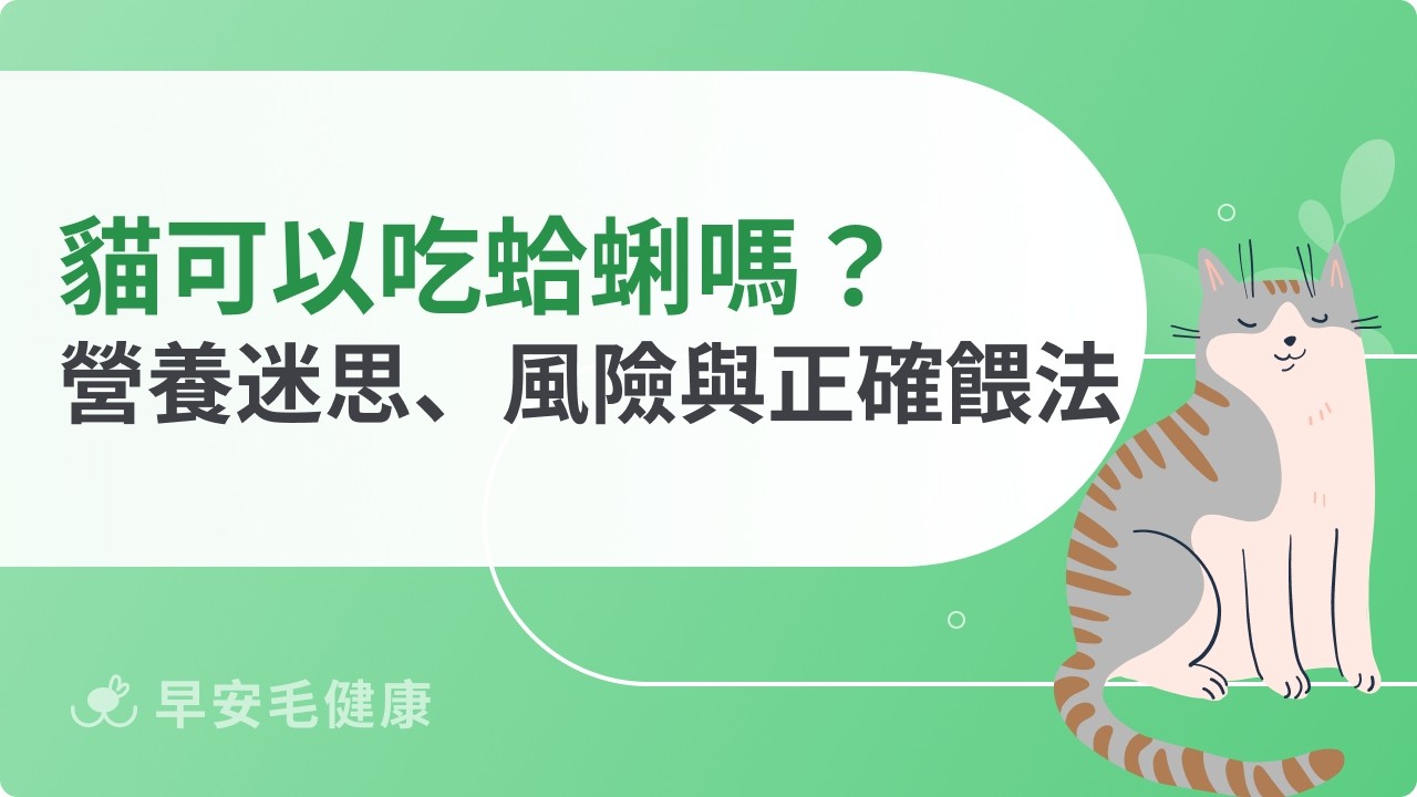 貓可以吃蛤蜊嗎？營養迷思、風險與正確餵法