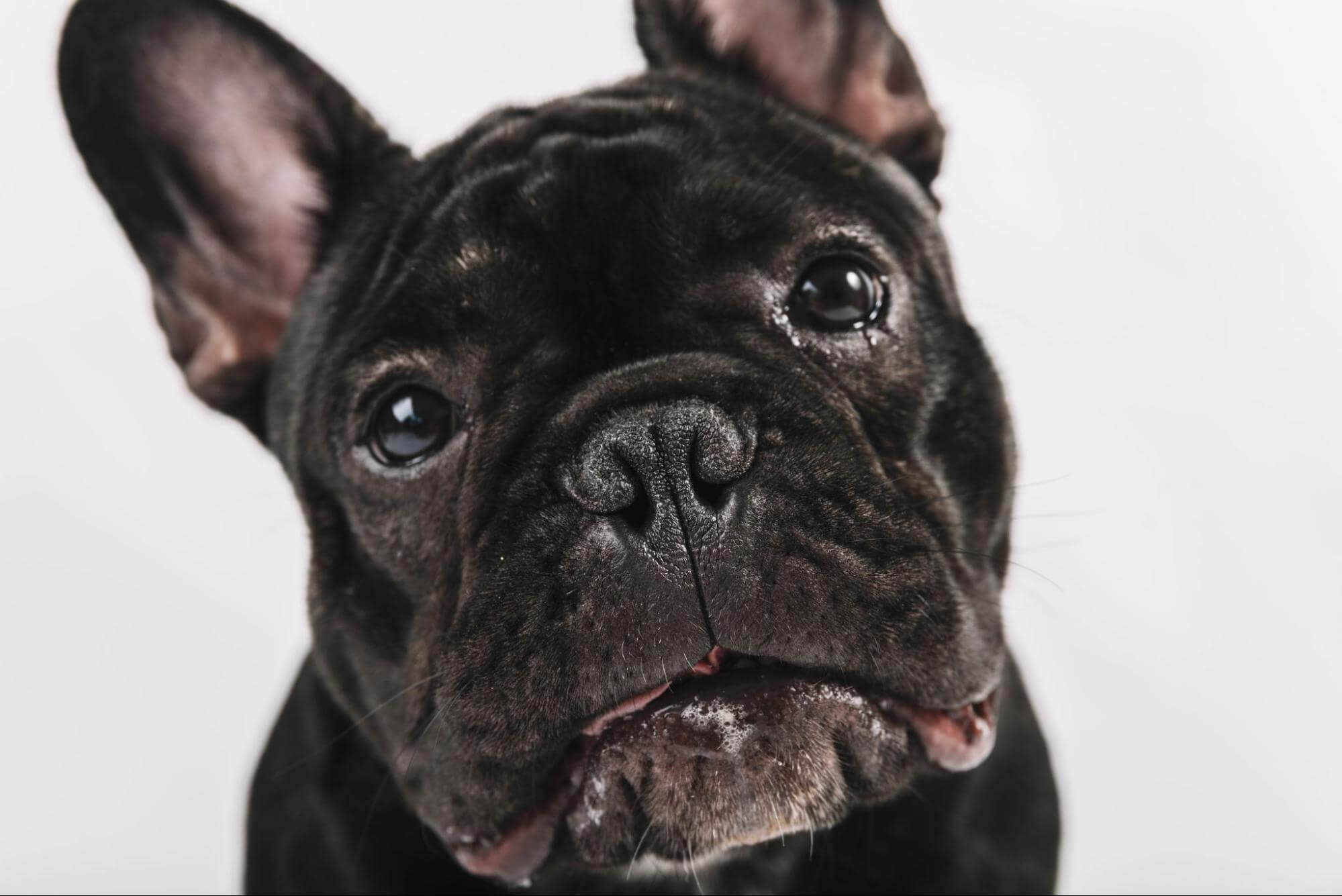 33. french-bulldog-guide-3