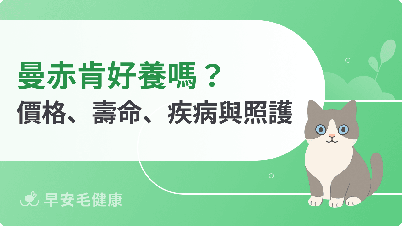 曼赤肯缺點、壽命、疾病與價格,短腿貓飼養前必讀指南