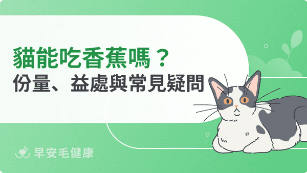 貓可以吃香蕉嗎？好處、風險與安全餵食份量，養貓新手必看