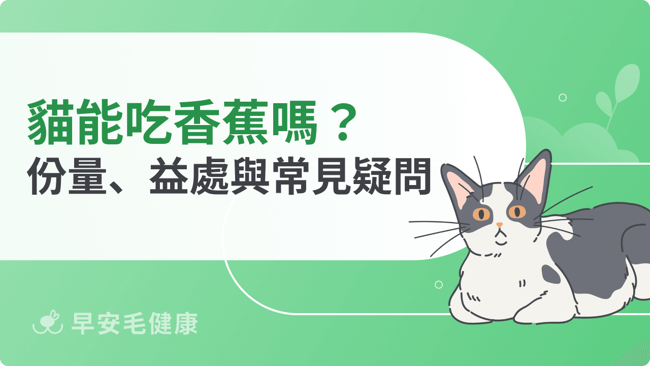 貓可以吃香蕉嗎？好處、風險與安全餵食份量，養貓新手必看