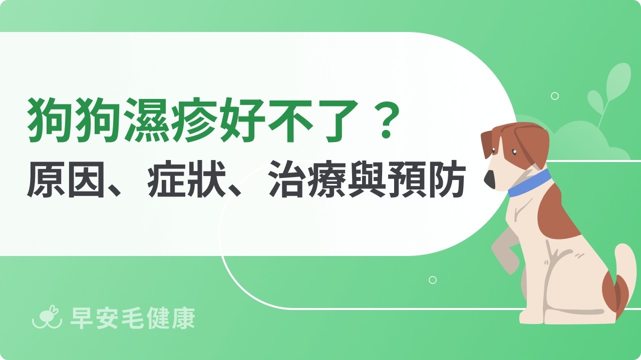 狗狗濕疹好不了？狗濕疹原因、症狀、治療與預防完整解析