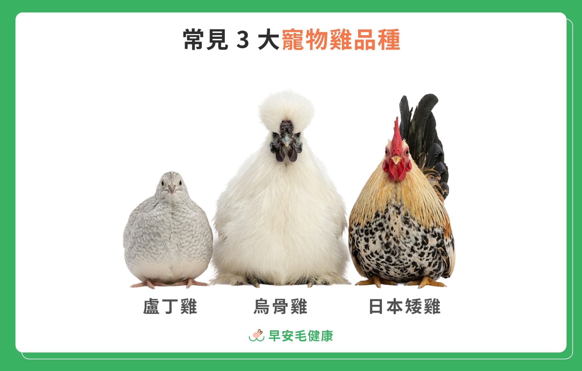 日本矮、雞烏骨、雞蘆丁雞比較