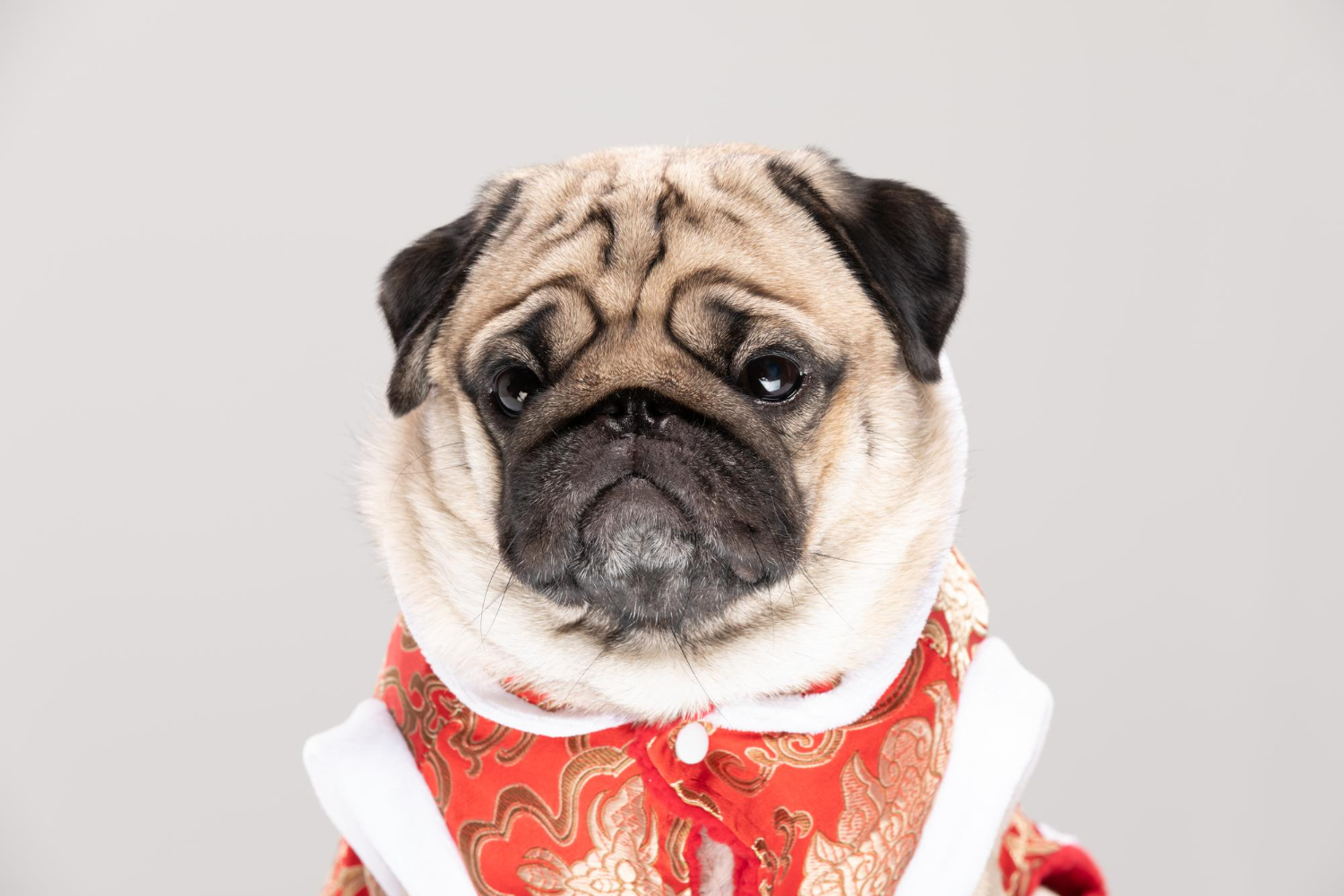 巴哥犬穿紅色衣服正面特寫