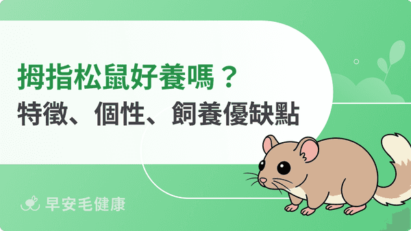 拇指松鼠好養嗎？特徵＋優缺點＋飼養大全，認識超療癒指間小精靈