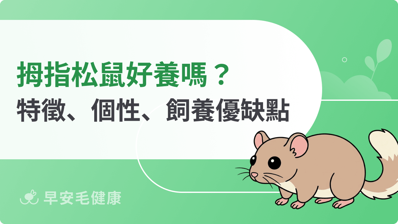 拇指松鼠好養嗎？特徵＋優缺點＋飼養大全，認識超療癒指間小精靈