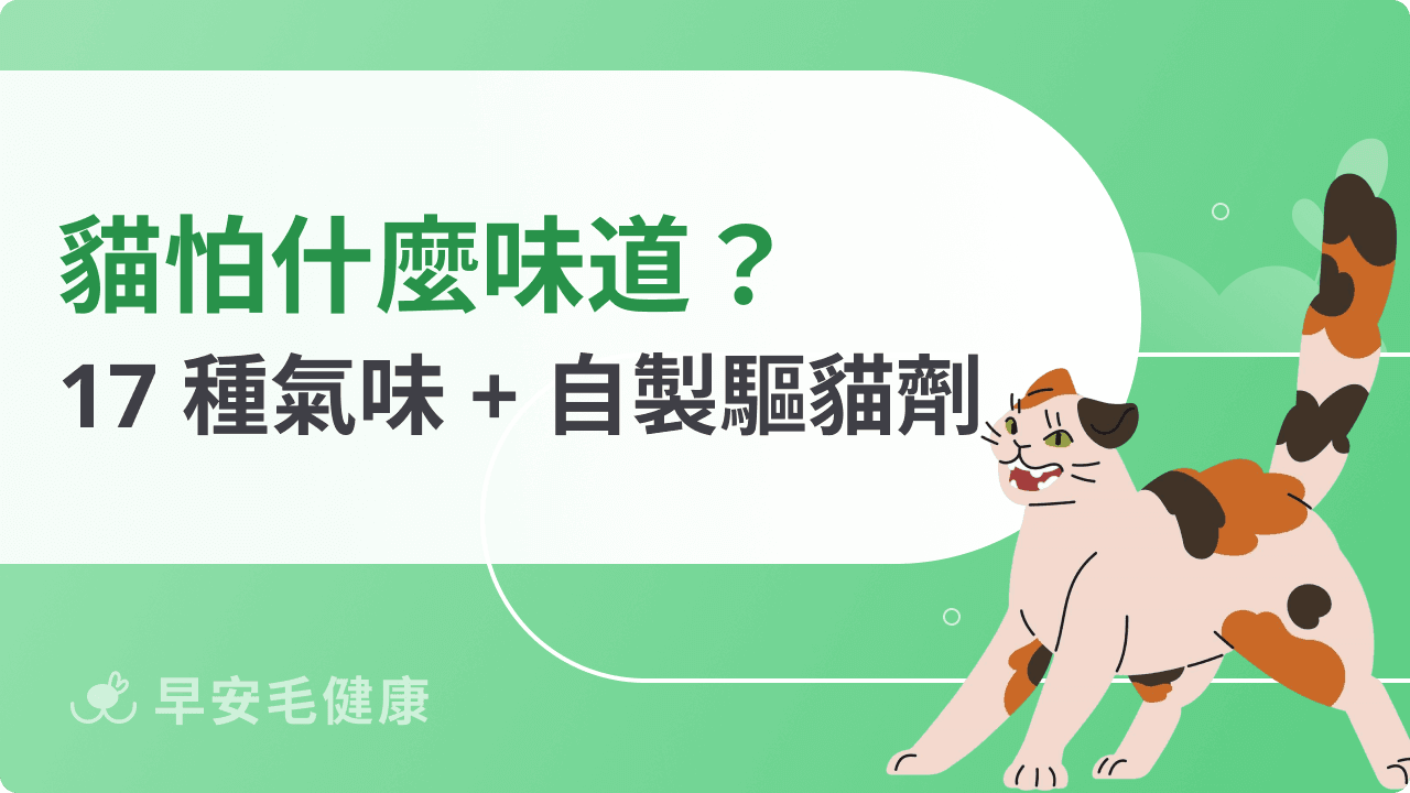 貓怕什麼味道？常見17種貓咪討厭味道原因與指南