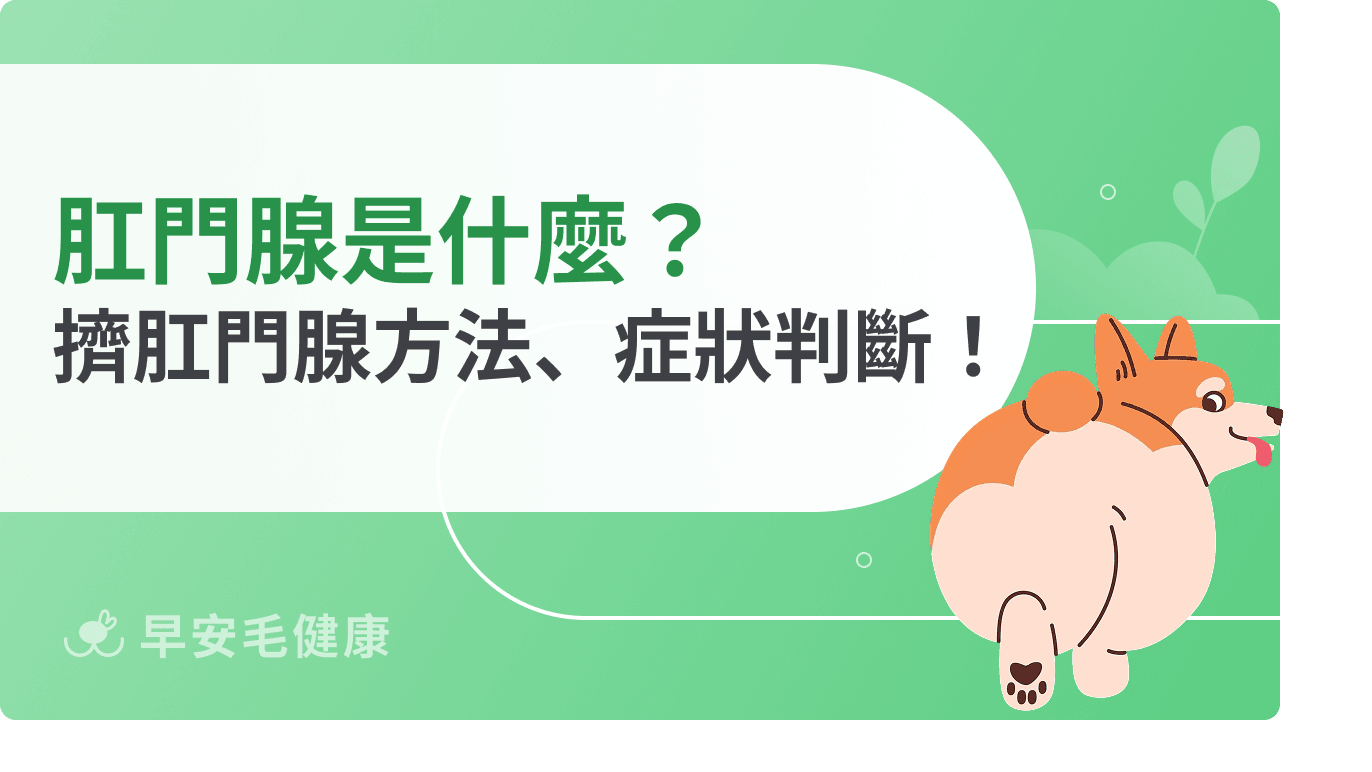 肛門腺是什麼？貓狗都需要擠嗎？屁股紅紅小心是警訊！