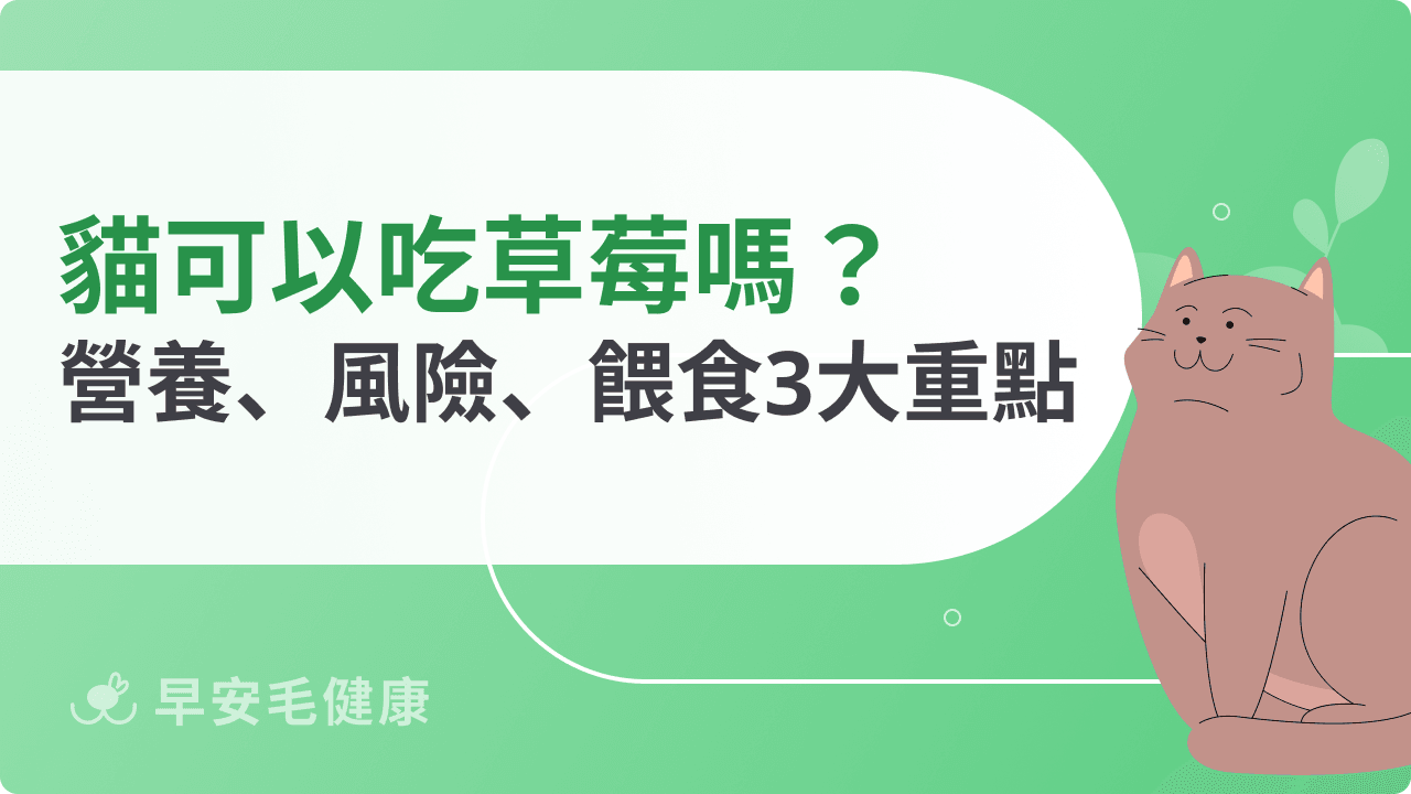 貓咪可以吃草莓嗎？營養好處、餵食風險與安全餵法解析