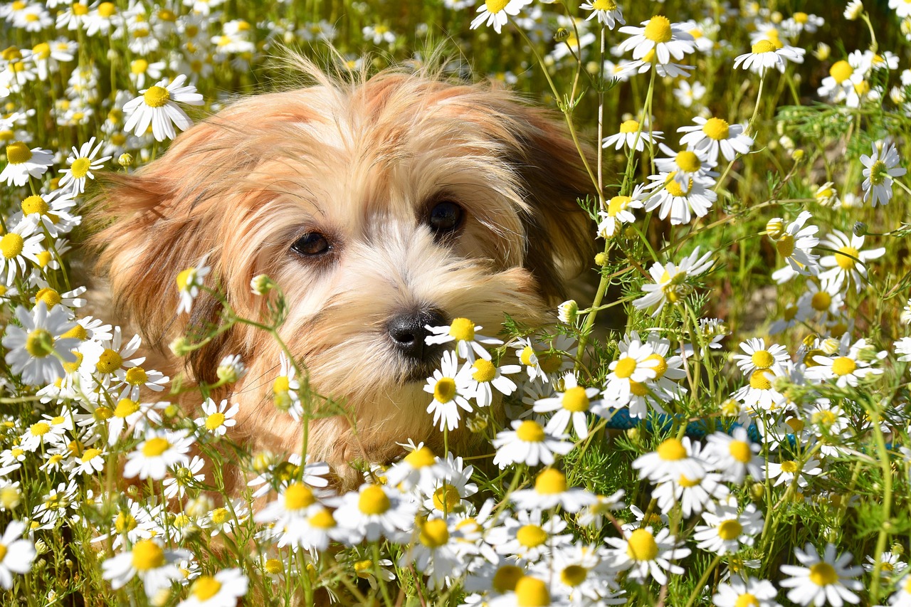棕黃色哈瓦那犬在雛菊花叢中