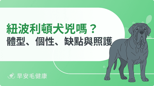 紐波利頓犬好養嗎？義大利獒犬的個性、價格、疾病與飼養門檻