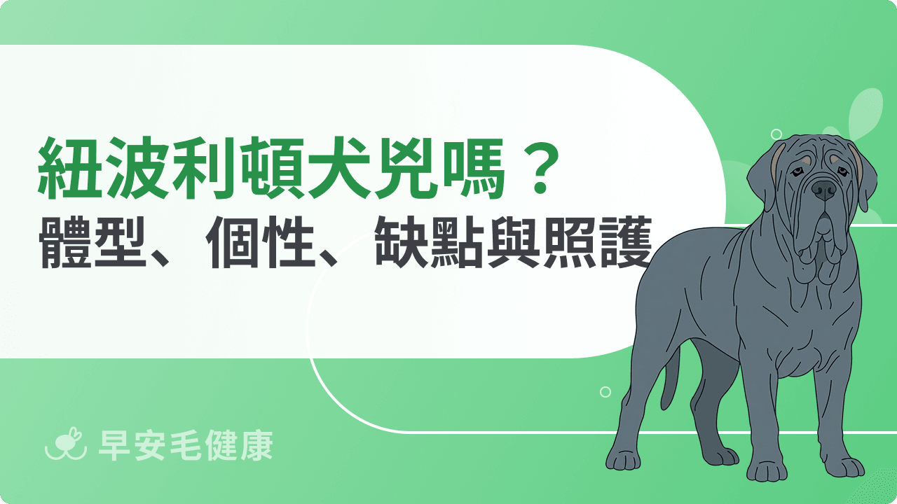 紐波利頓犬好養嗎？義大利獒犬的個性、價格、疾病與飼養門檻