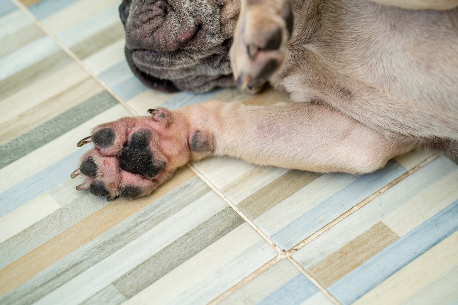 一隻灰色法國鬥牛犬趴在條紋地磚上，前腳掌朝上露出粉色肉墊與深色趾墊