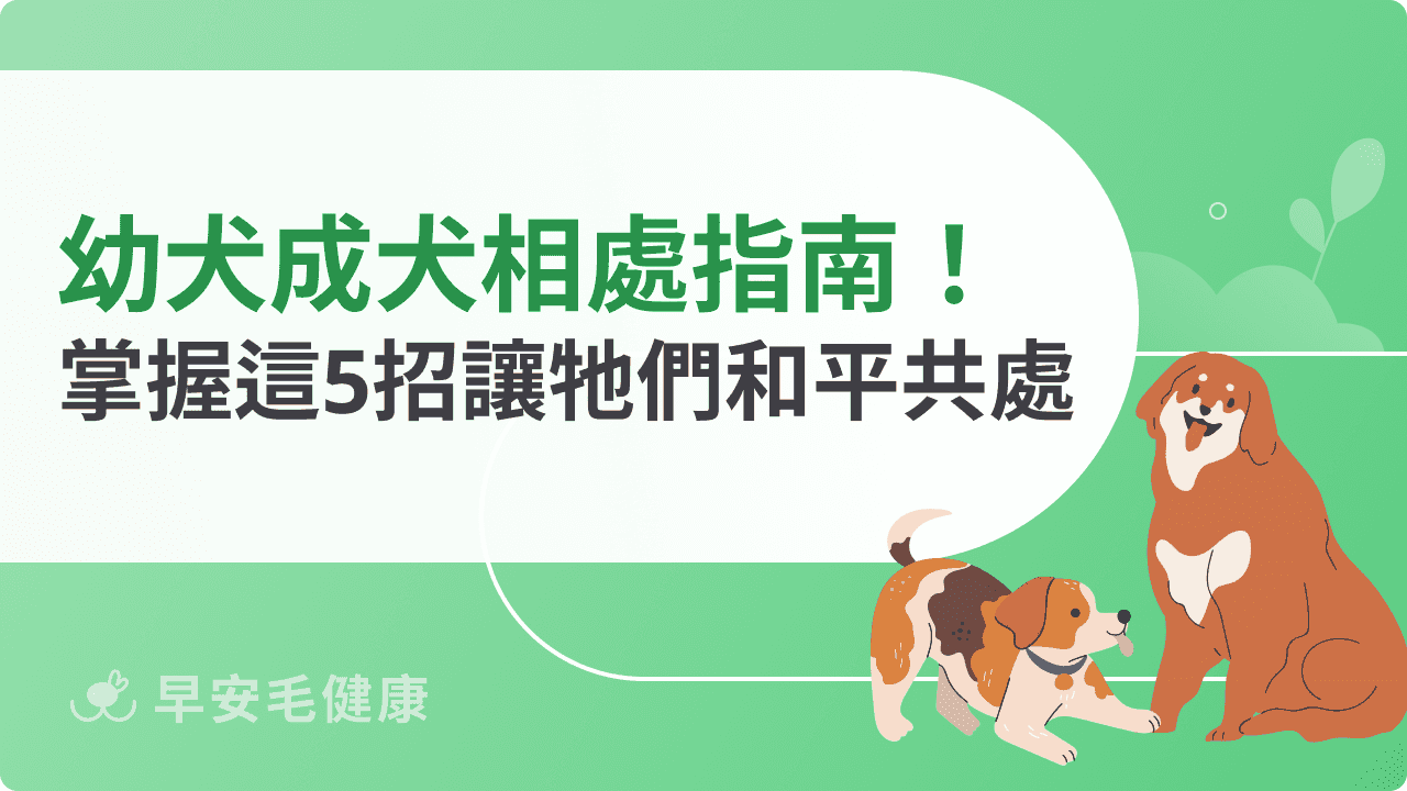 幼犬成犬相處指南:掌握這5招讓牠們和平共處