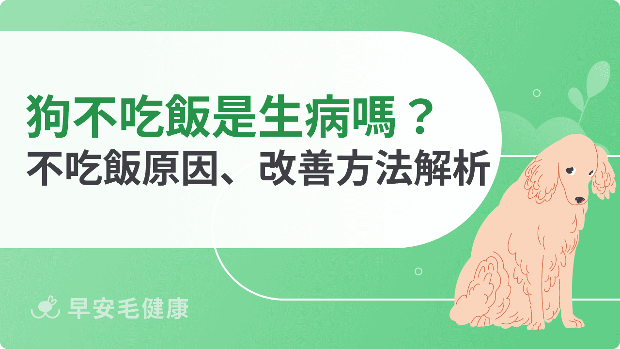 狗狗不吃飯怎麼辦?解析7大原因,教你6招對付絕食小狗!