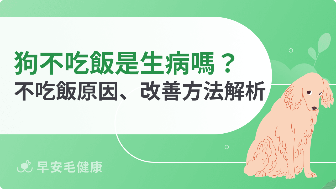 狗狗不吃飯怎麼辦？解析7大原因，教你6招對付絕食小狗！