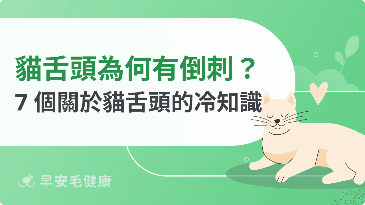 貓舌頭怕燙?舌頭倒刺 7 大功能、冷知識一次看