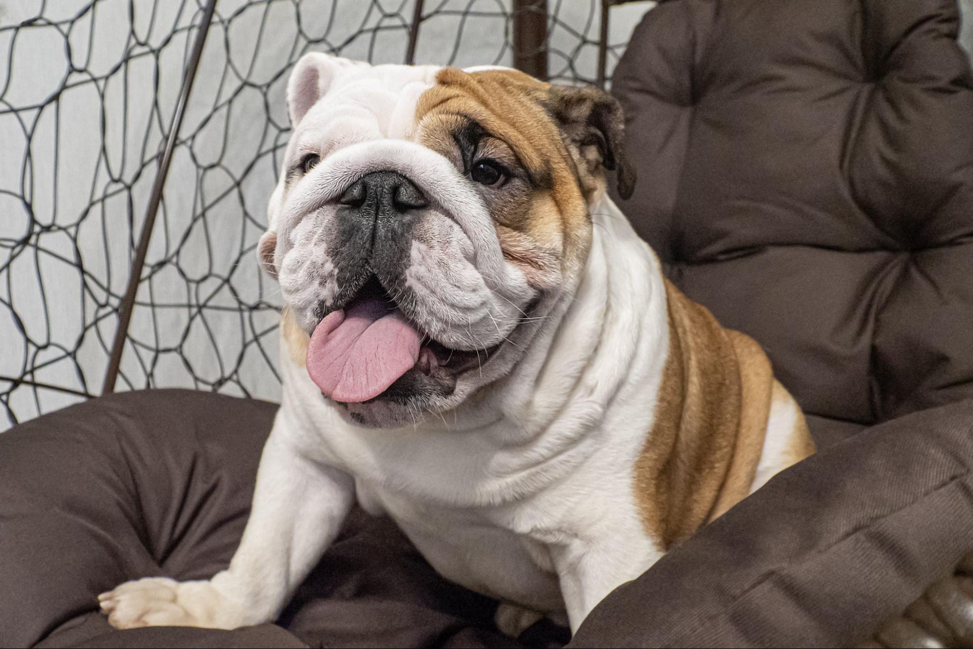 33.french-bulldog-guide-4