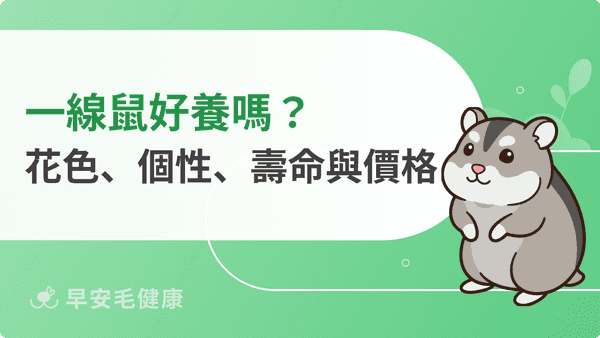 一線鼠好養嗎？坎貝爾侏儒倉鼠花色、個性、壽命與價格全解析