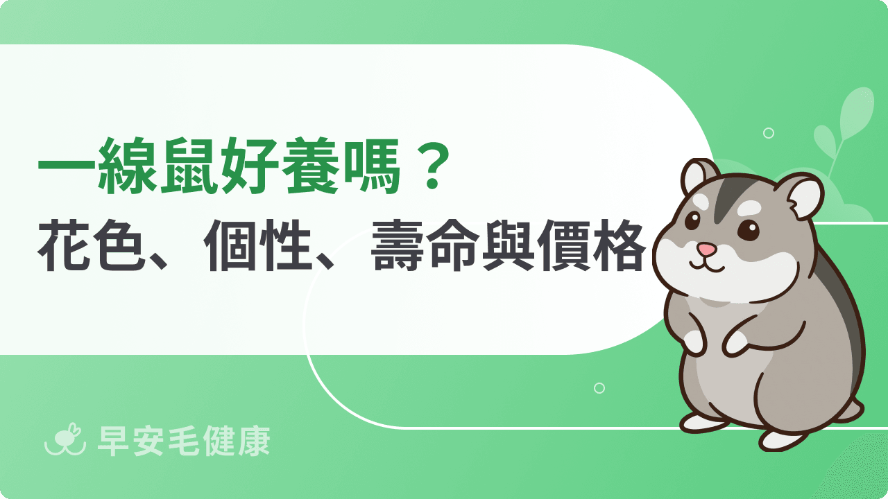 一線鼠好養嗎？坎貝爾侏儒倉鼠花色、個性、壽命與價格全解析