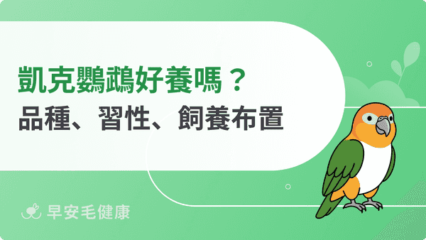 凱克鸚鵡是鳥界小丑？黑頭、金頭凱克品種、價格與飼養解析