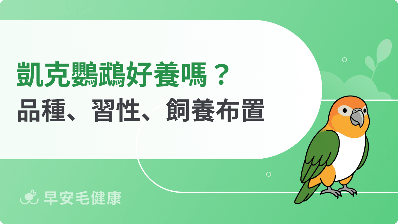 凱克鸚鵡是鳥界小丑？黑頭、金頭凱克品種、價格與飼養解析
