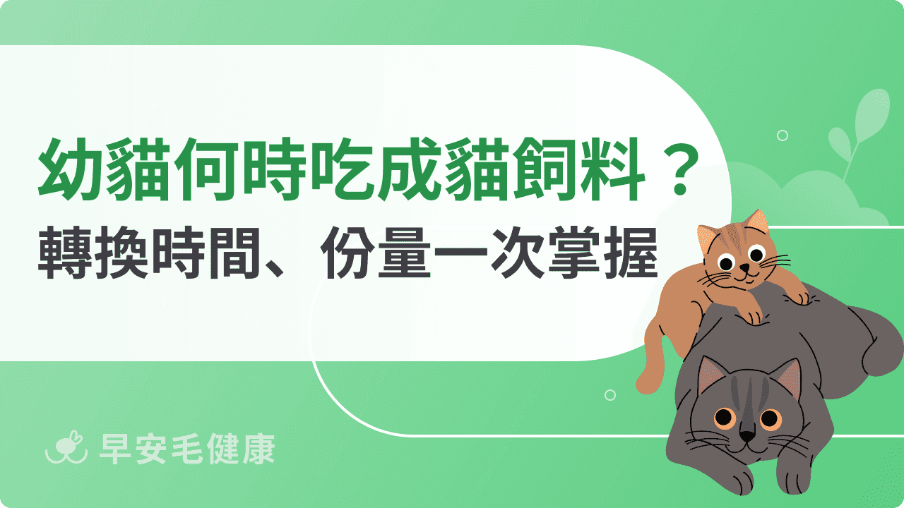 幼貓何時吃成貓飼料？正確轉換時間、份量一次掌握