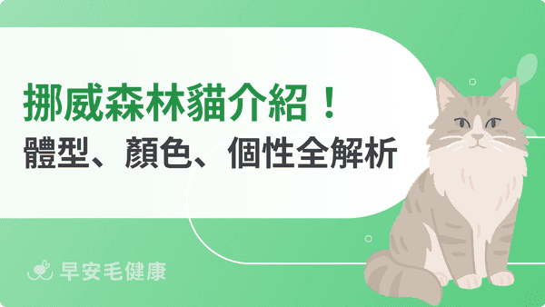 挪威森林貓解析:價格、體型大小、遺傳疾病,飼養指南一次看