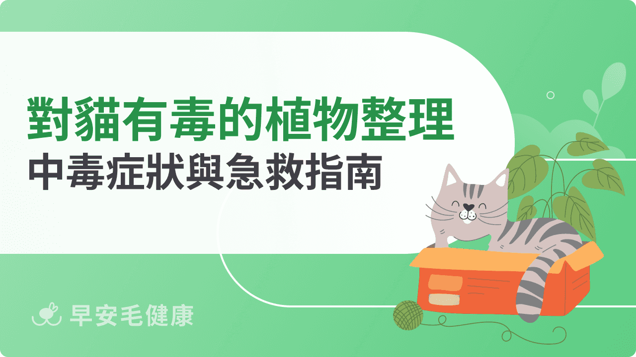 對貓咪有毒的植物有哪些?中毒症狀與急救指南