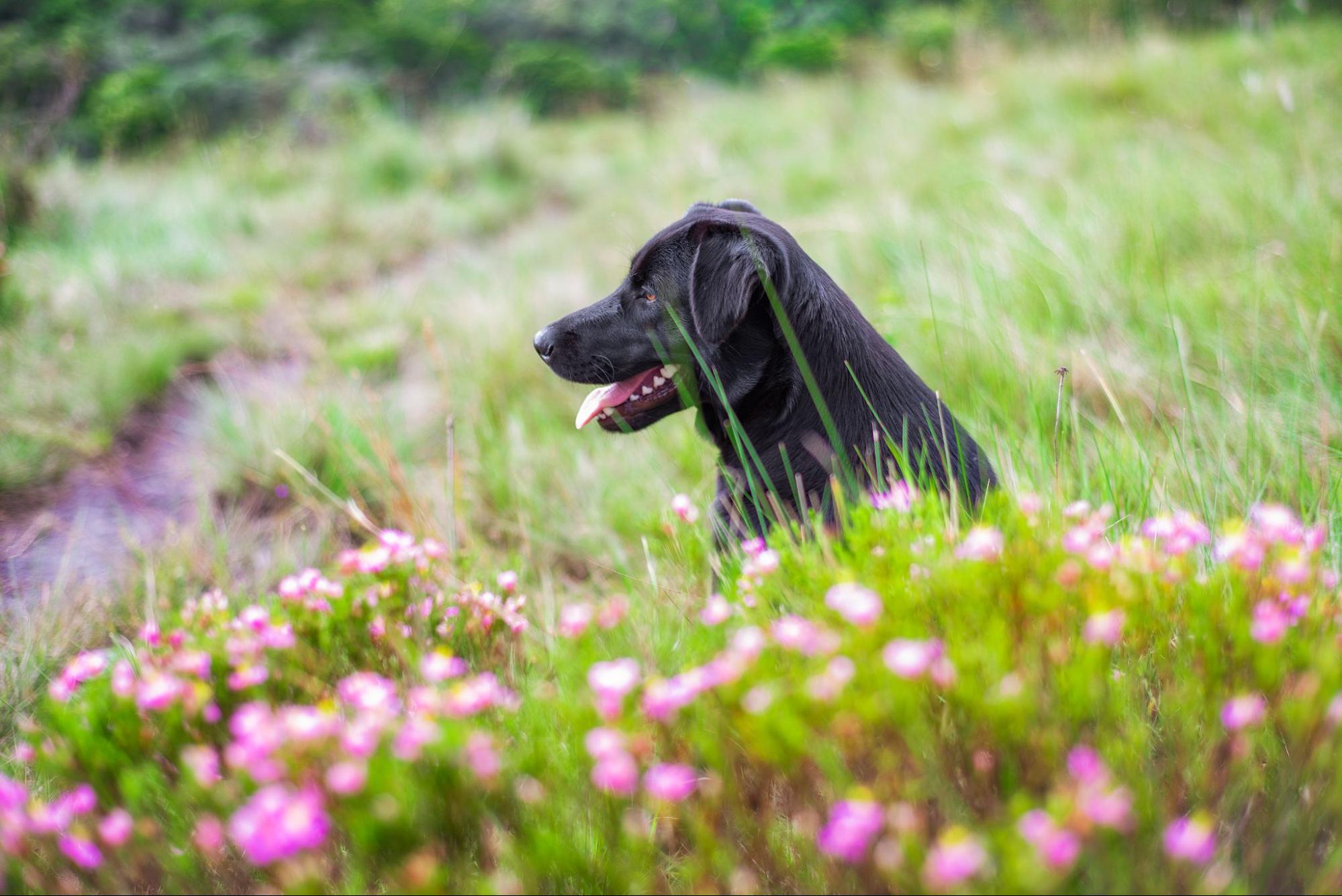 71. AI - dog-stung-by-a-bee