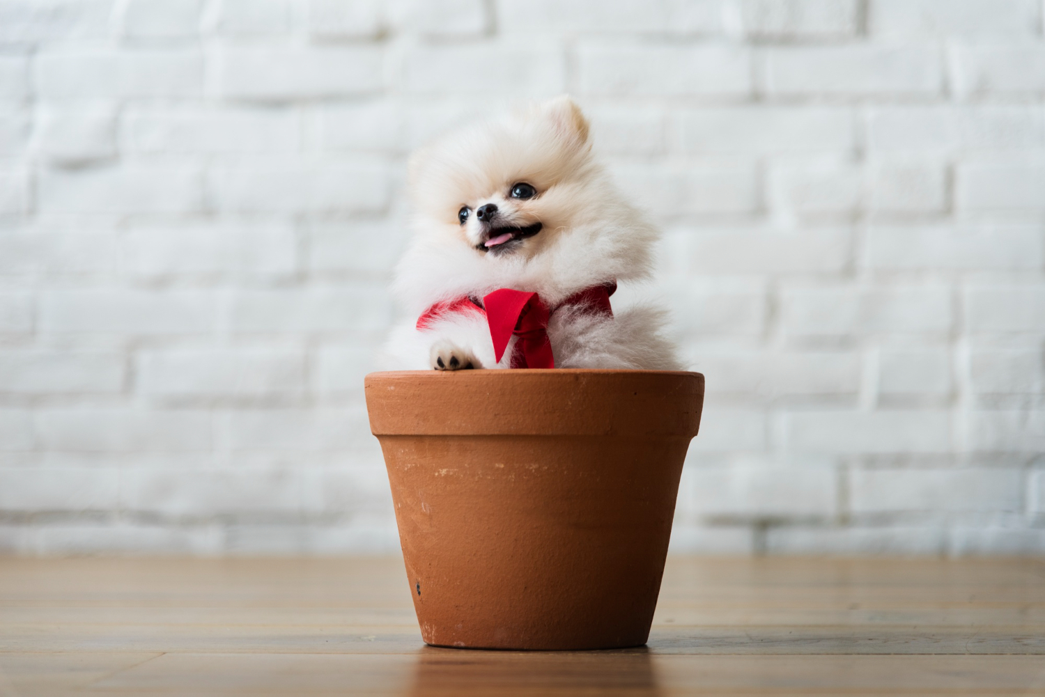 茶杯博美犬被放在花盆裡