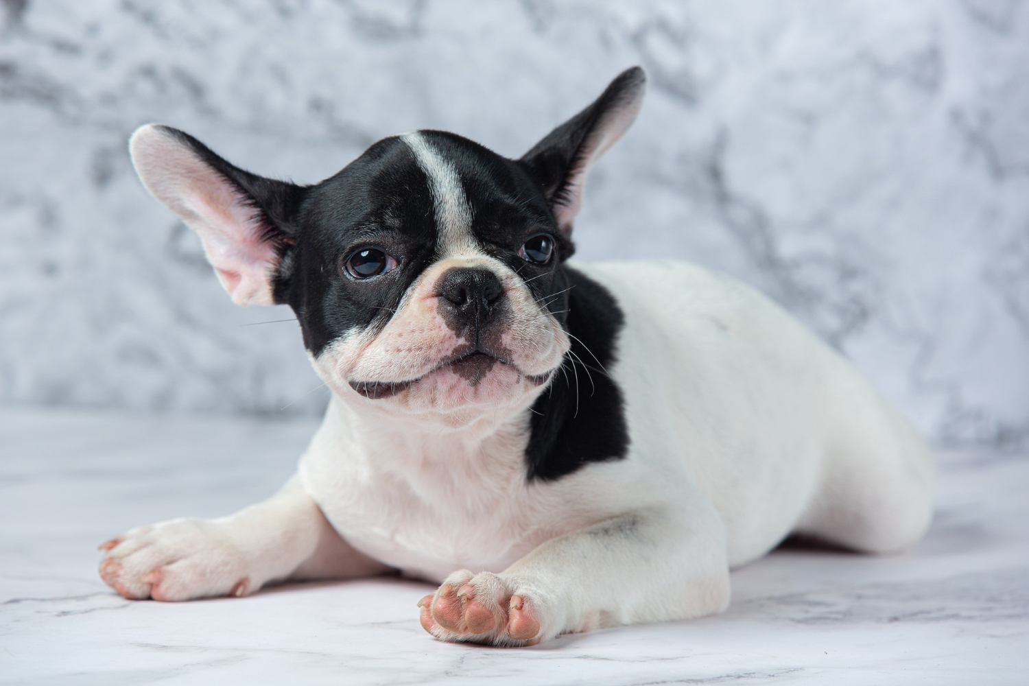33.french-bulldog-guide-1