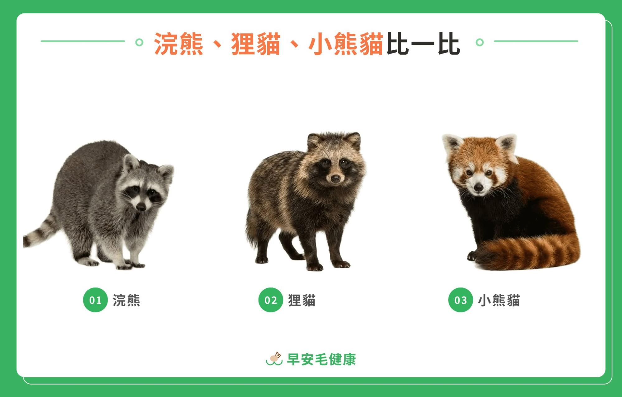 76.raccoon-guide-3