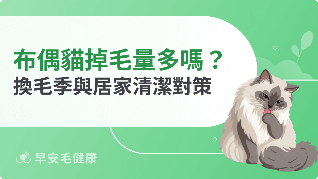 布偶貓掉毛量多嗎?布偶貓掉毛季節、對策與居家清潔技巧
