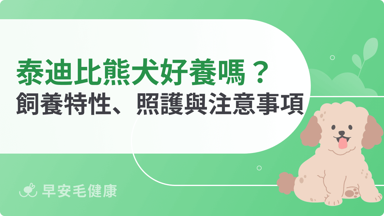 泰迪比熊犬好養嗎?飼養特性、日常照護與注意事項全攻略