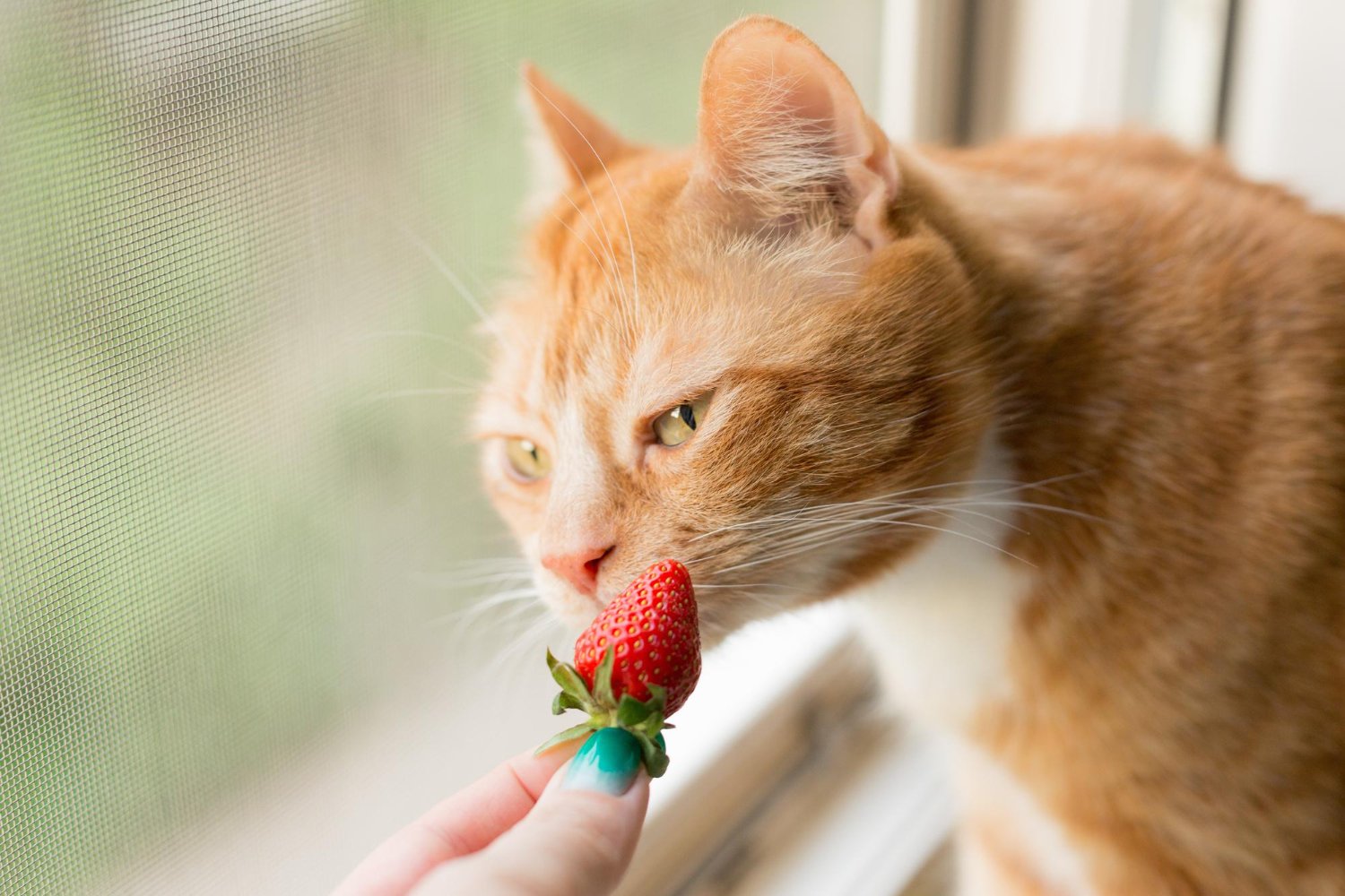 貓咪正在嗅聞飼主手上的草莓