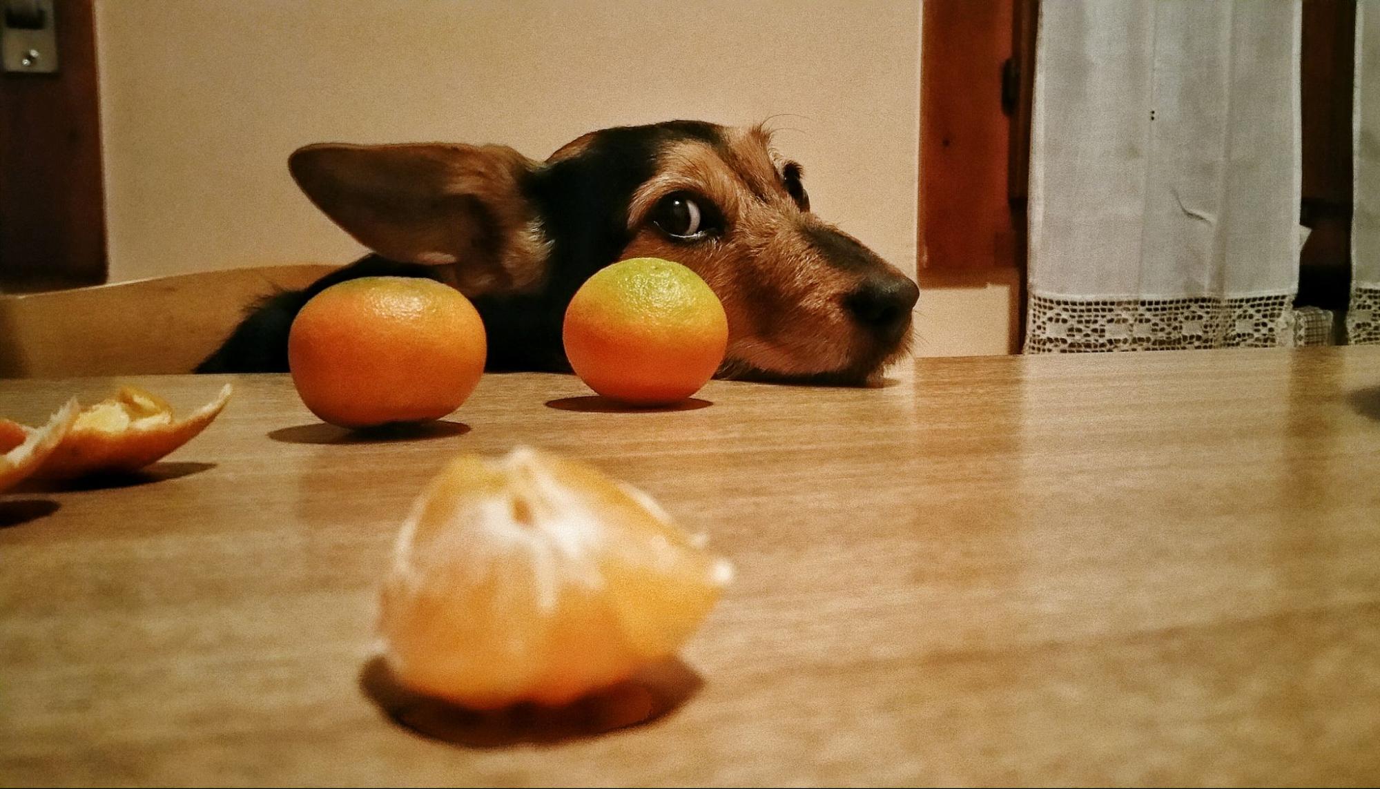 177. AI - can-dogs-eat-oranges-1