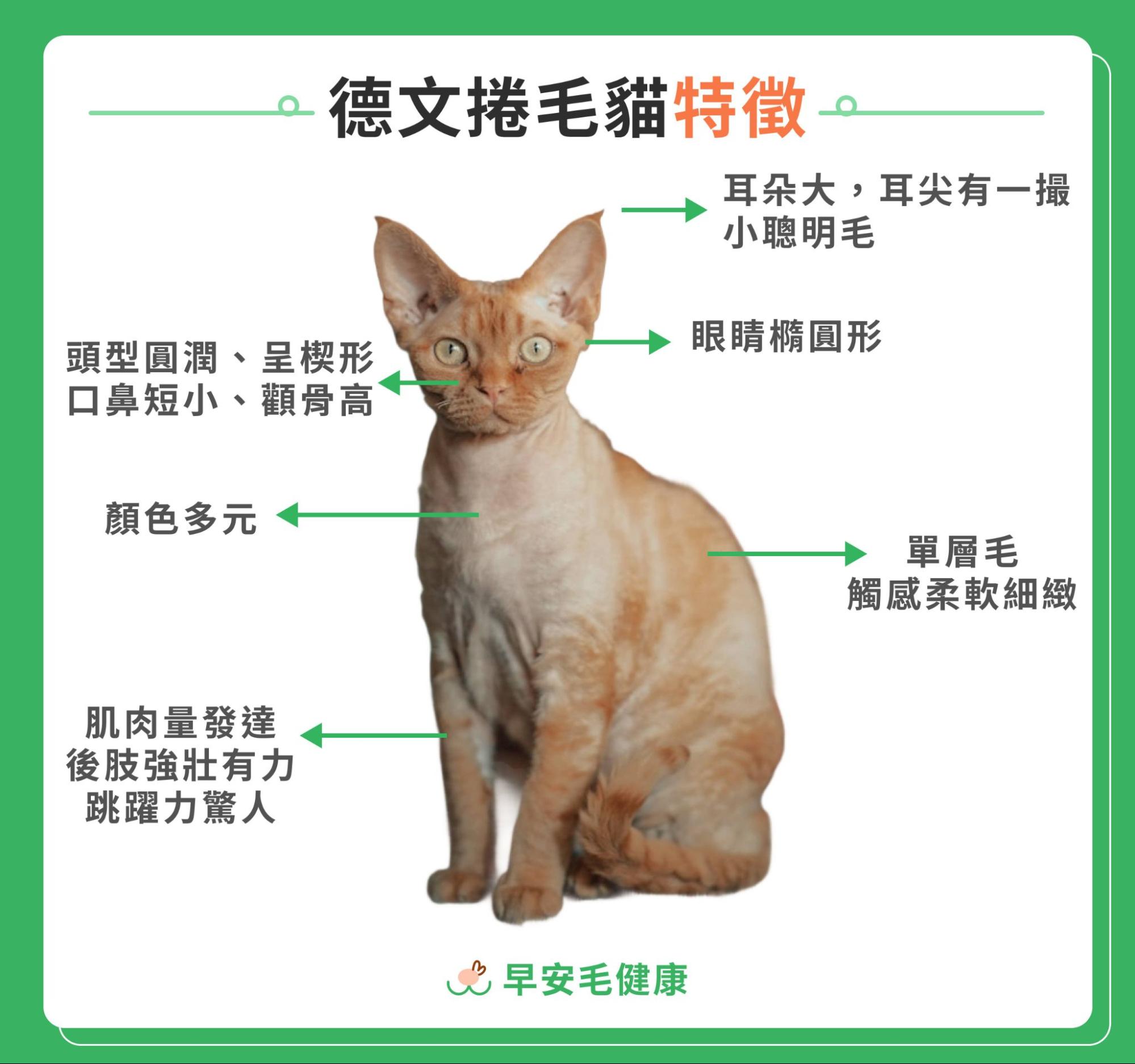 德文捲毛貓特徵