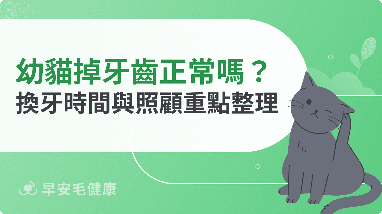 幼貓掉牙齒正常嗎？換牙時間與照顧重點整理