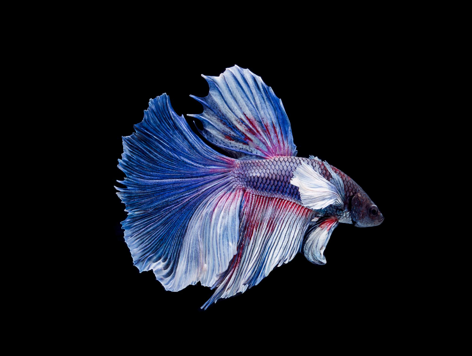 藍色鬥魚在黑色背景前