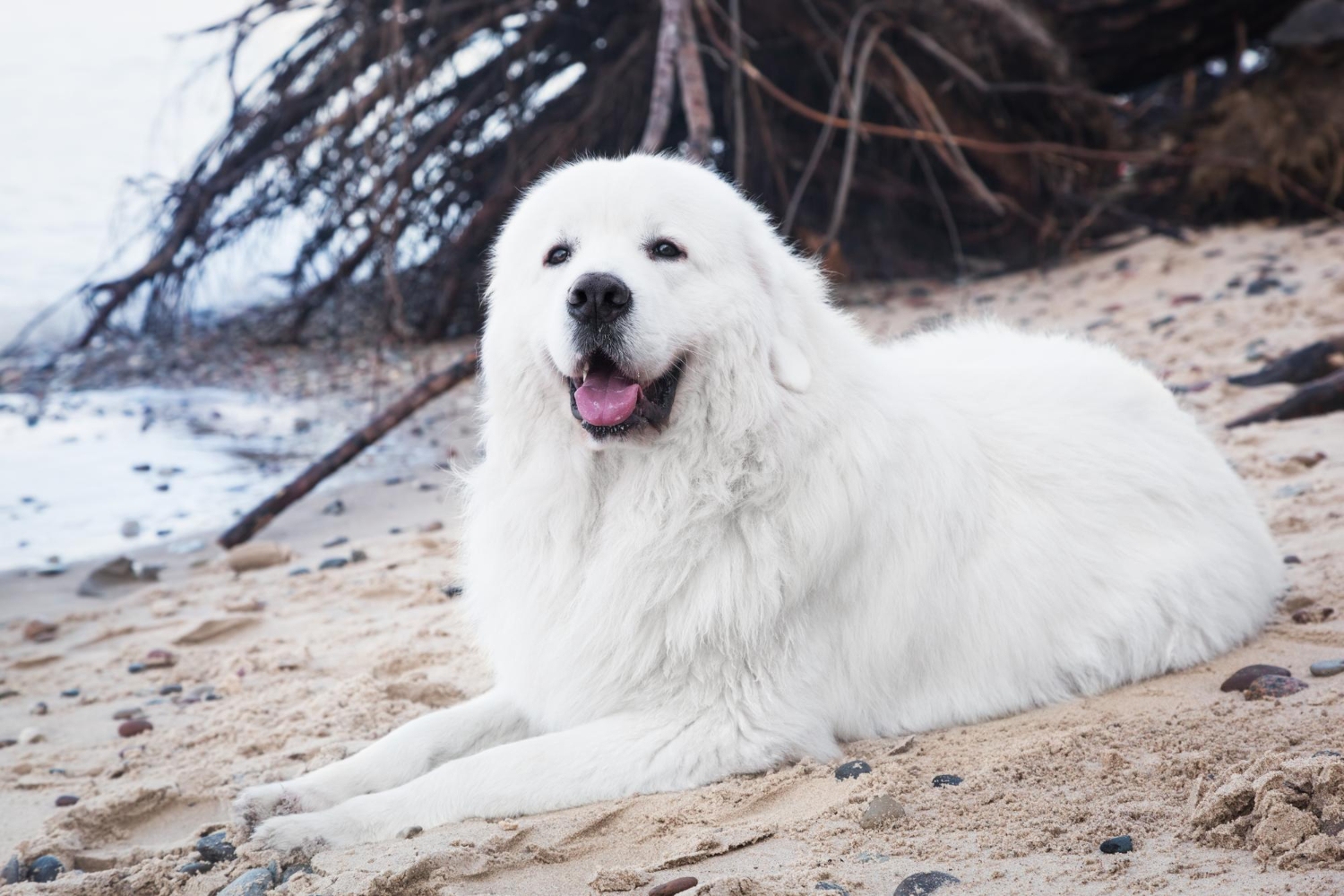 17.samoyed-dog-guide-3
