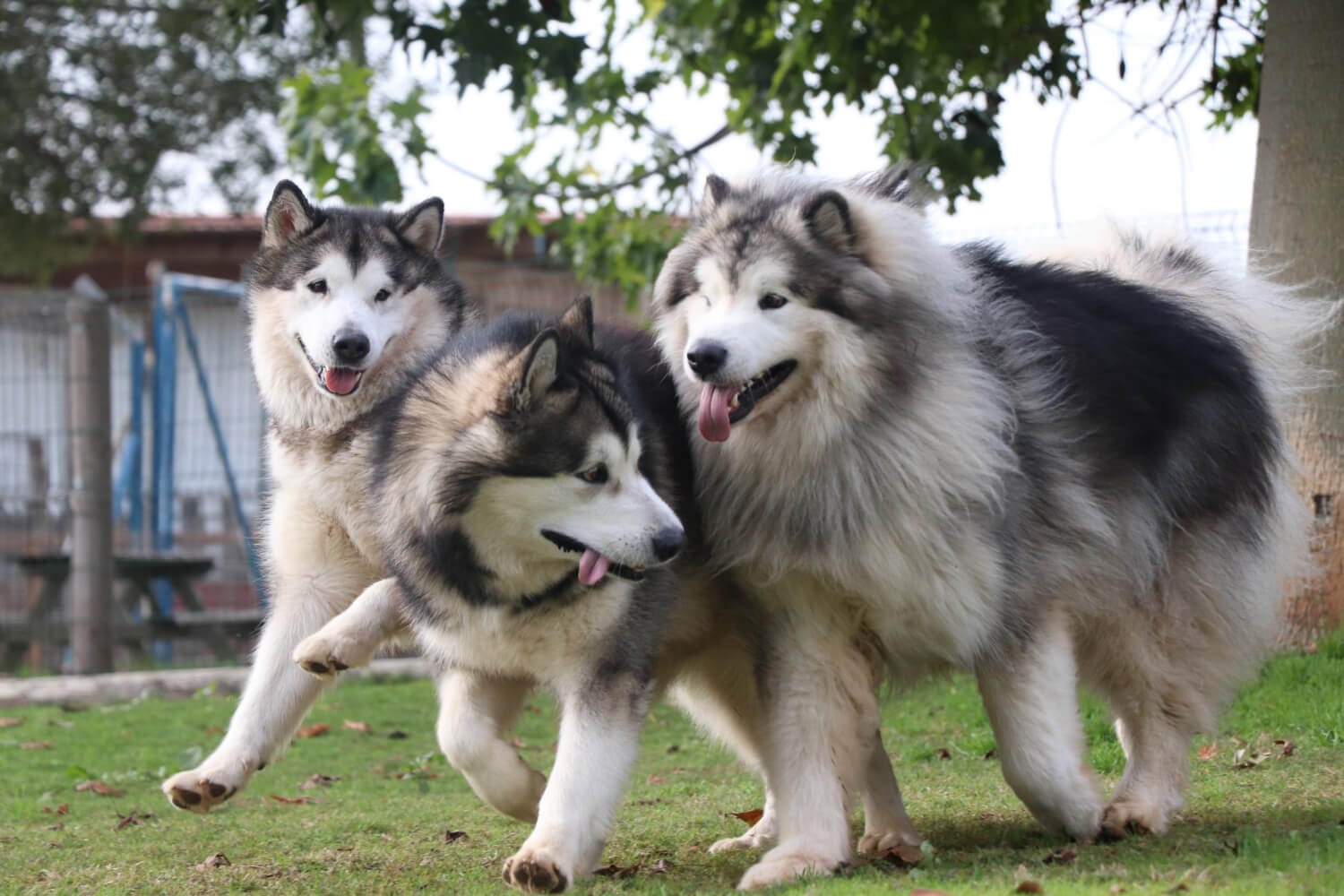 227. AI - three-idiots-sled-dogs-2