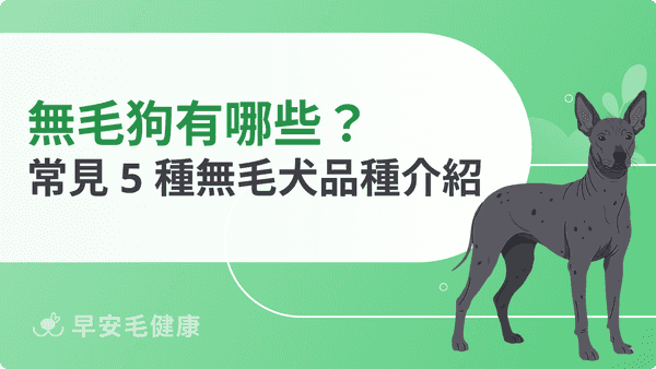 無毛狗品種有哪些？介紹墨西哥無毛犬、美國無毛㹴等 5 種無毛犬