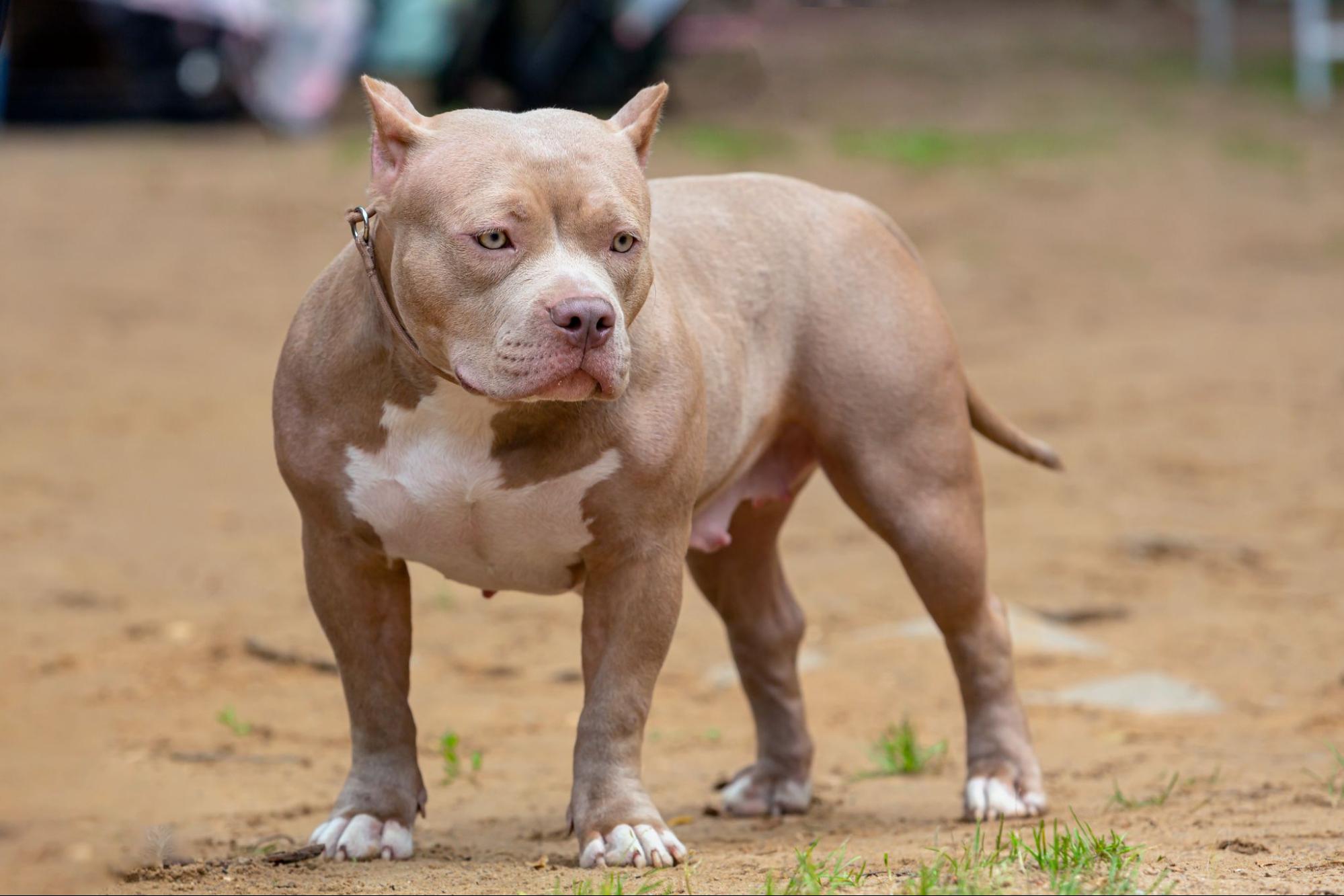 淺棕色惡霸犬正面站立於戶外泥地上，體態結實、四肢粗壯