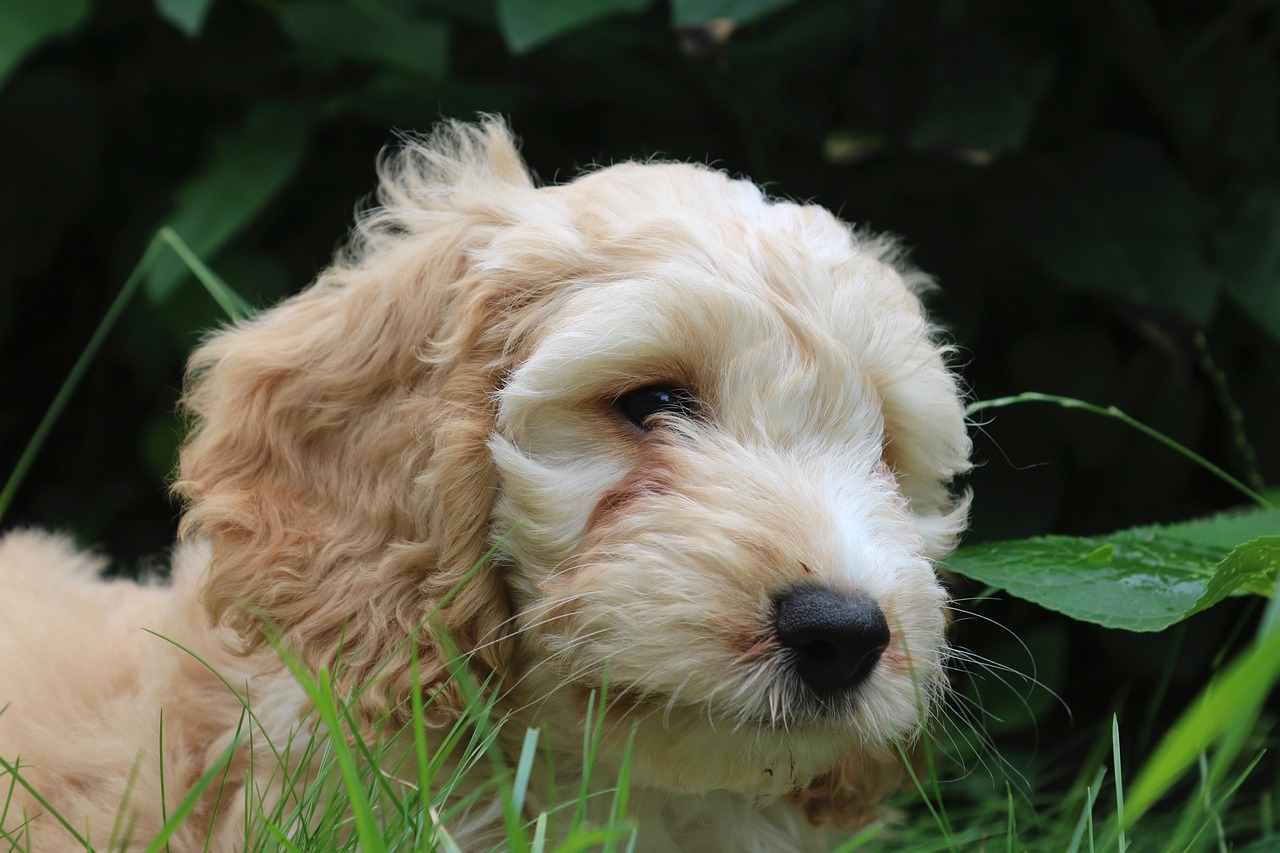 60.cocker-spaniel-guide-2